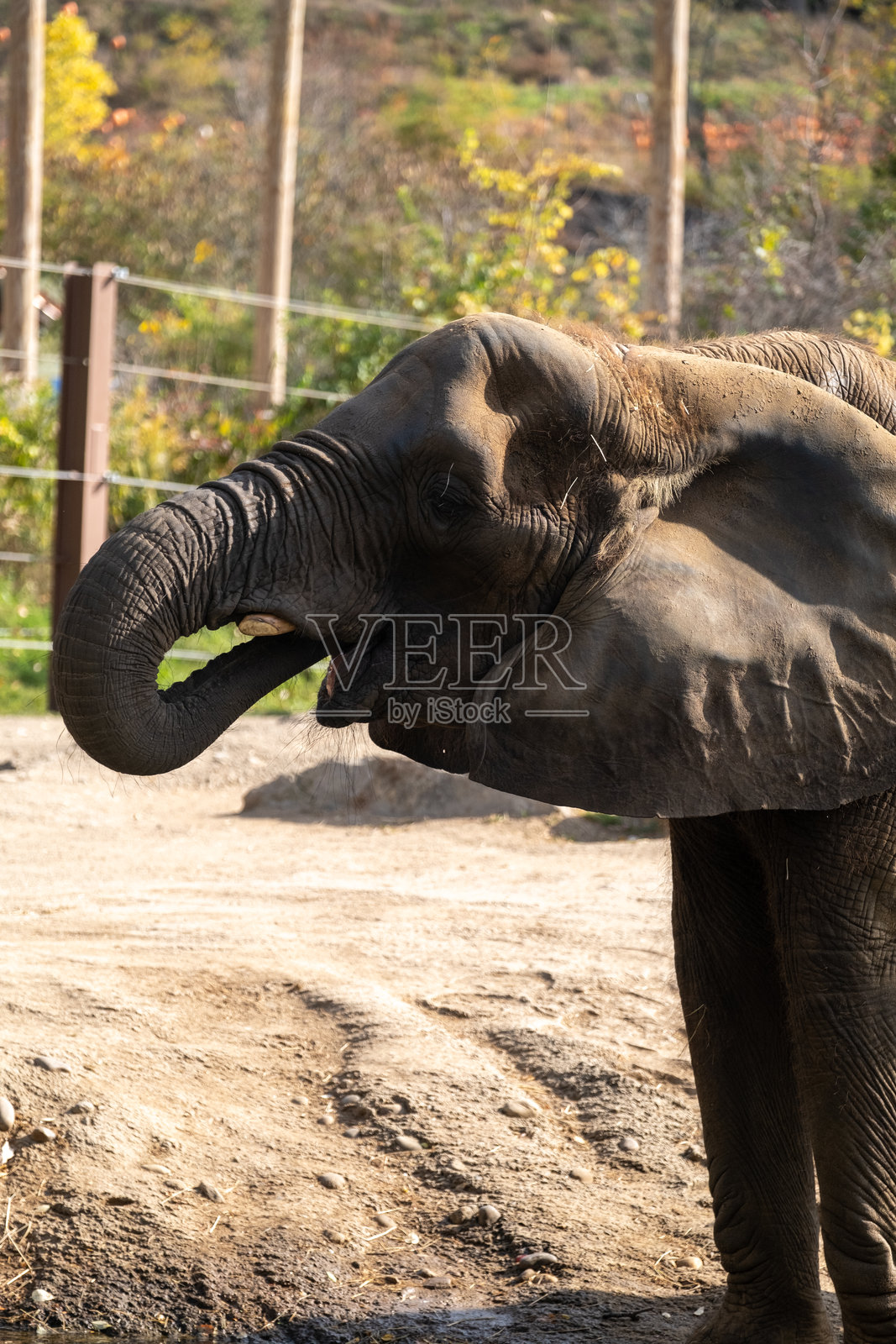 匹兹堡动物园里的大象在喝水。照片摄影图片