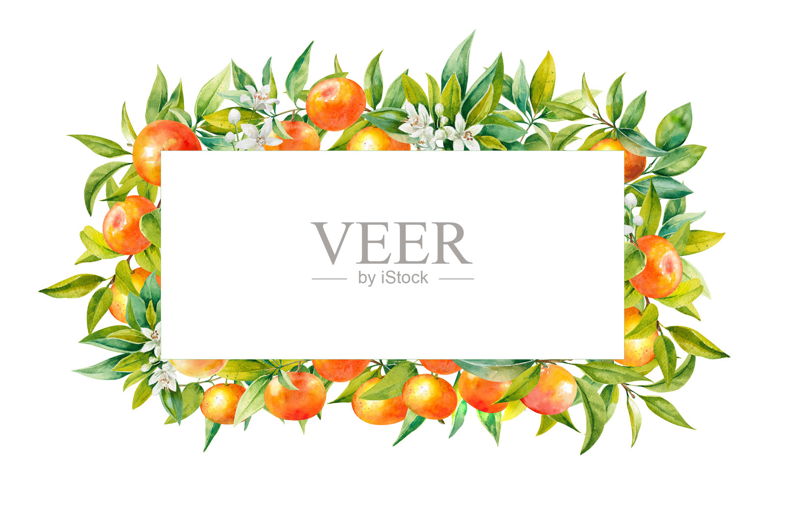 手绘水彩框架中的橙色蜜柑，带有新鲜的叶子和花朵插画图片素材