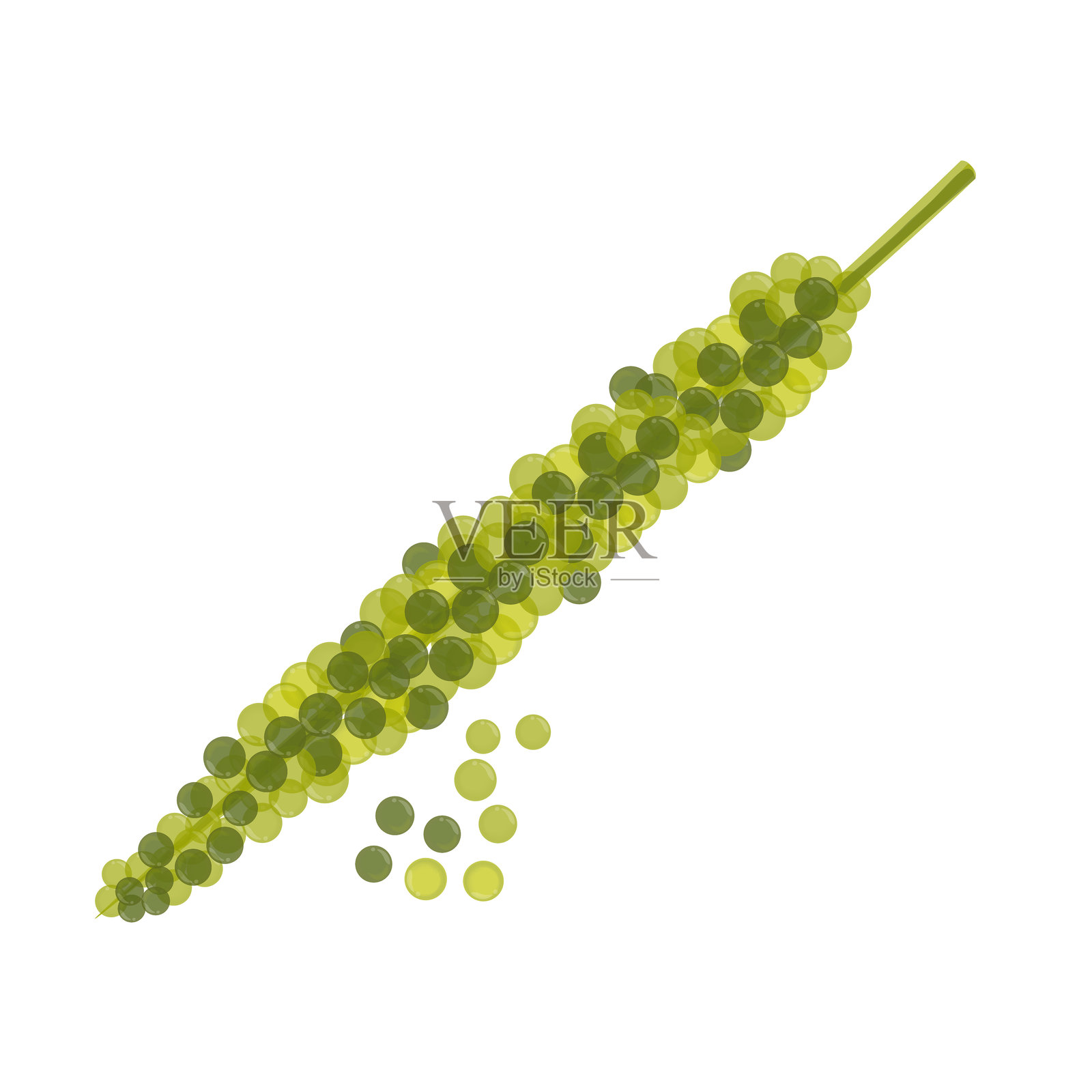 海葡萄海藻孤立图像插画图片素材