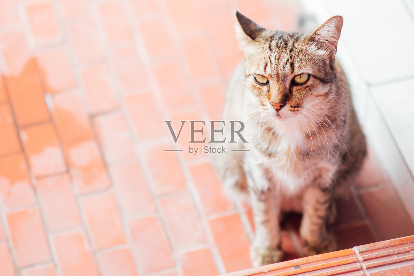 流浪猫照片摄影图片