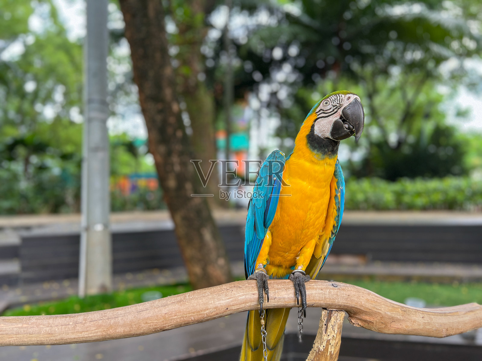 一只色彩鲜艳的蓝黄金刚鹦鹉栖息在木枝上。背景是一个公园般的环境，树木和绿植环绕。鹦鹉的五彩羽毛和自然环境使得这幅图像视觉上十分吸引人。照片摄影图片
