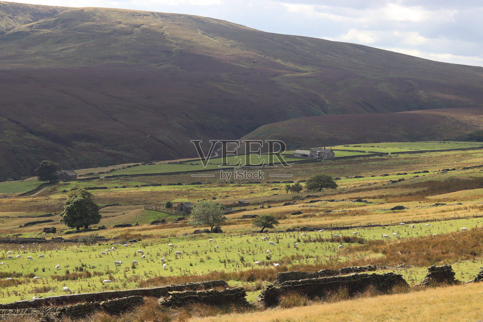 佩尼尼斯照片摄影图片