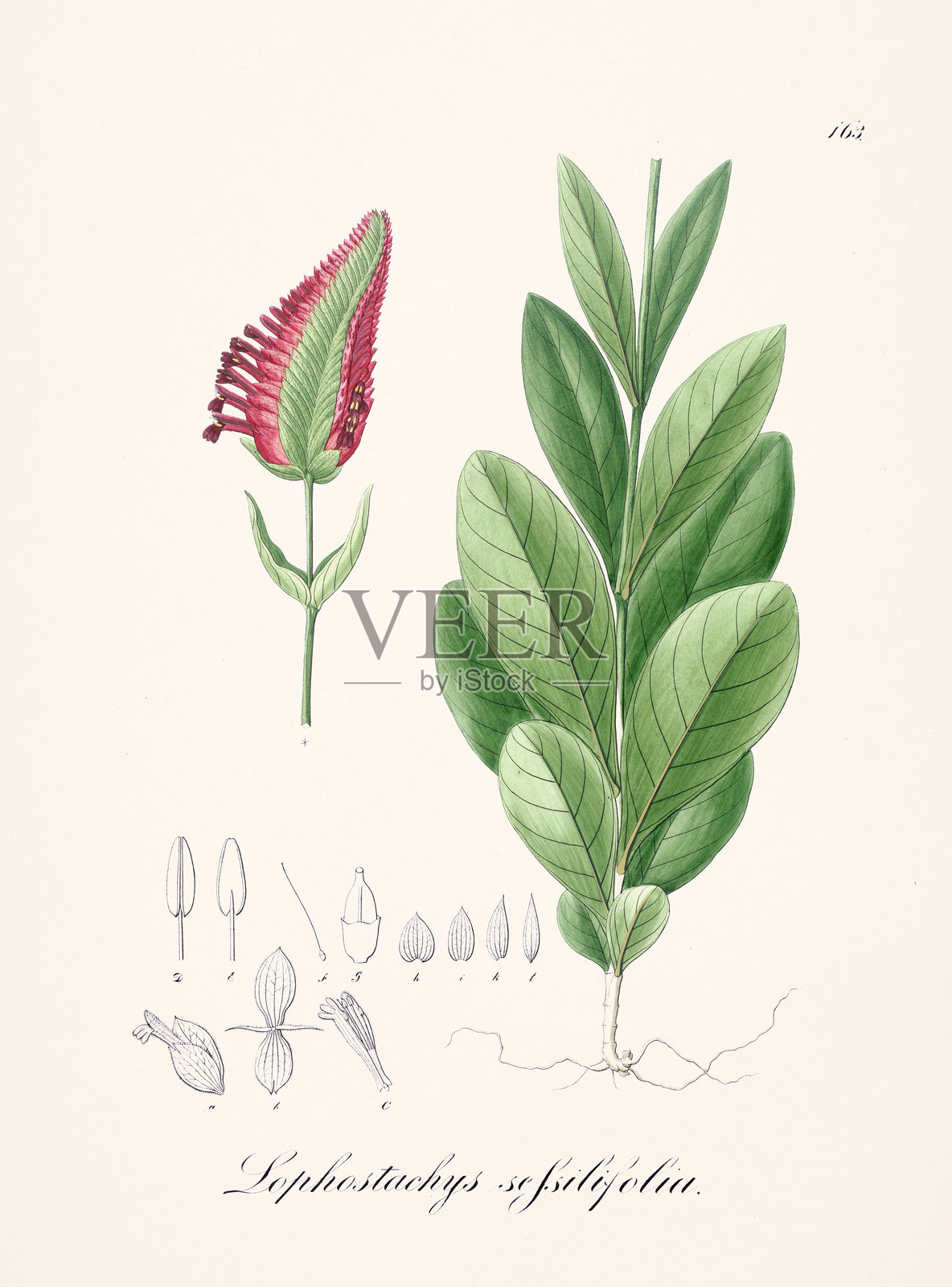 19世纪《巴西植物志》中的巴西植物插图。约1827年。展现巴西植物的精美细节。插画图片素材
