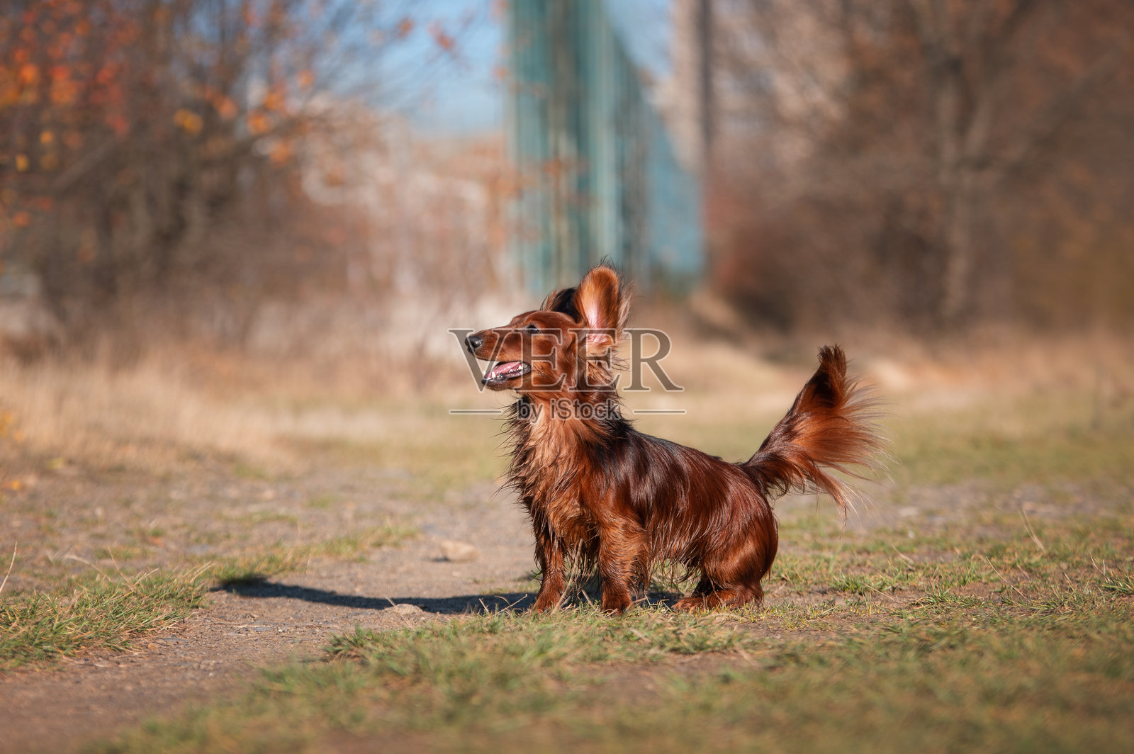 可爱的腊肠犬在秋天的户外跳跃照片摄影图片