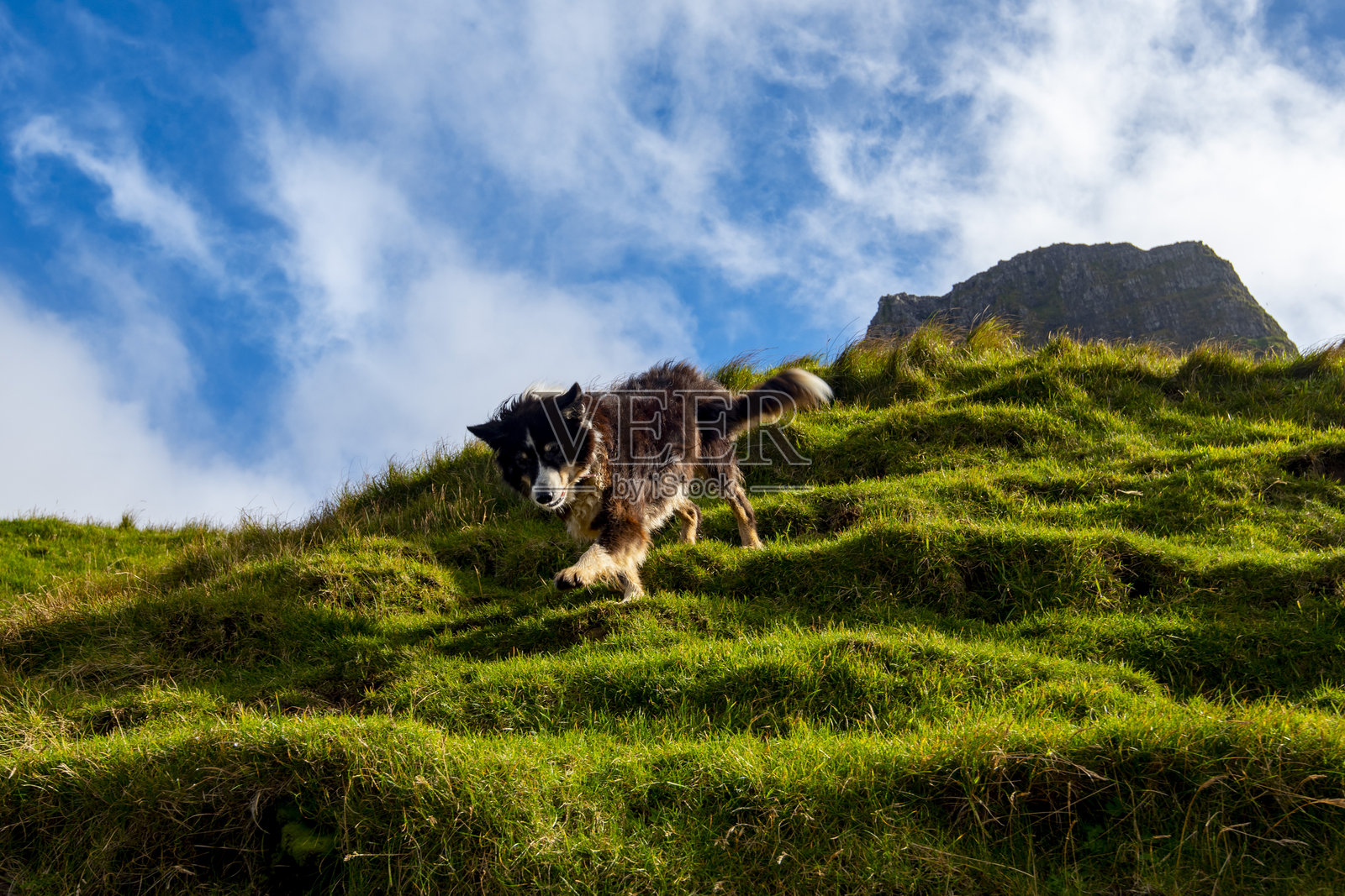 法罗群岛牧羊犬照片摄影图片