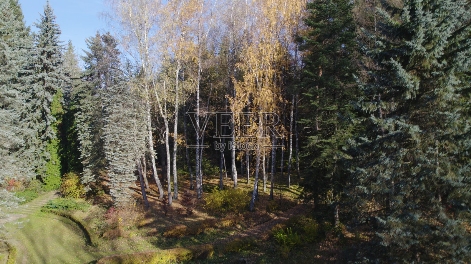 美丽的山地密林。高加索山脉的郁郁葱葱的密林。高加索山脉的翠绿森林景观。高加索山坡上的美丽密林。高加索山脉的绿色森林。茂密的森林。航拍摄影。照片摄影图片