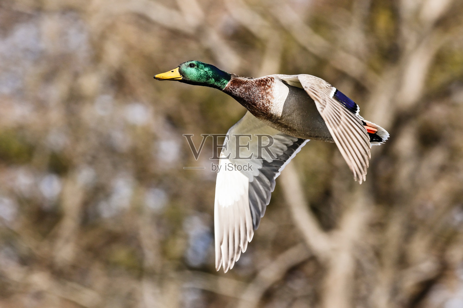 低角度视图的野鸭飞翔照片摄影图片