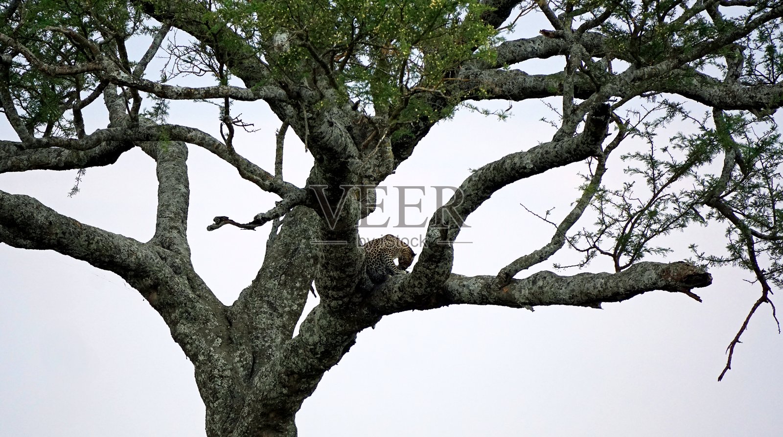 坦桑尼亚野生动物园游览照片摄影图片