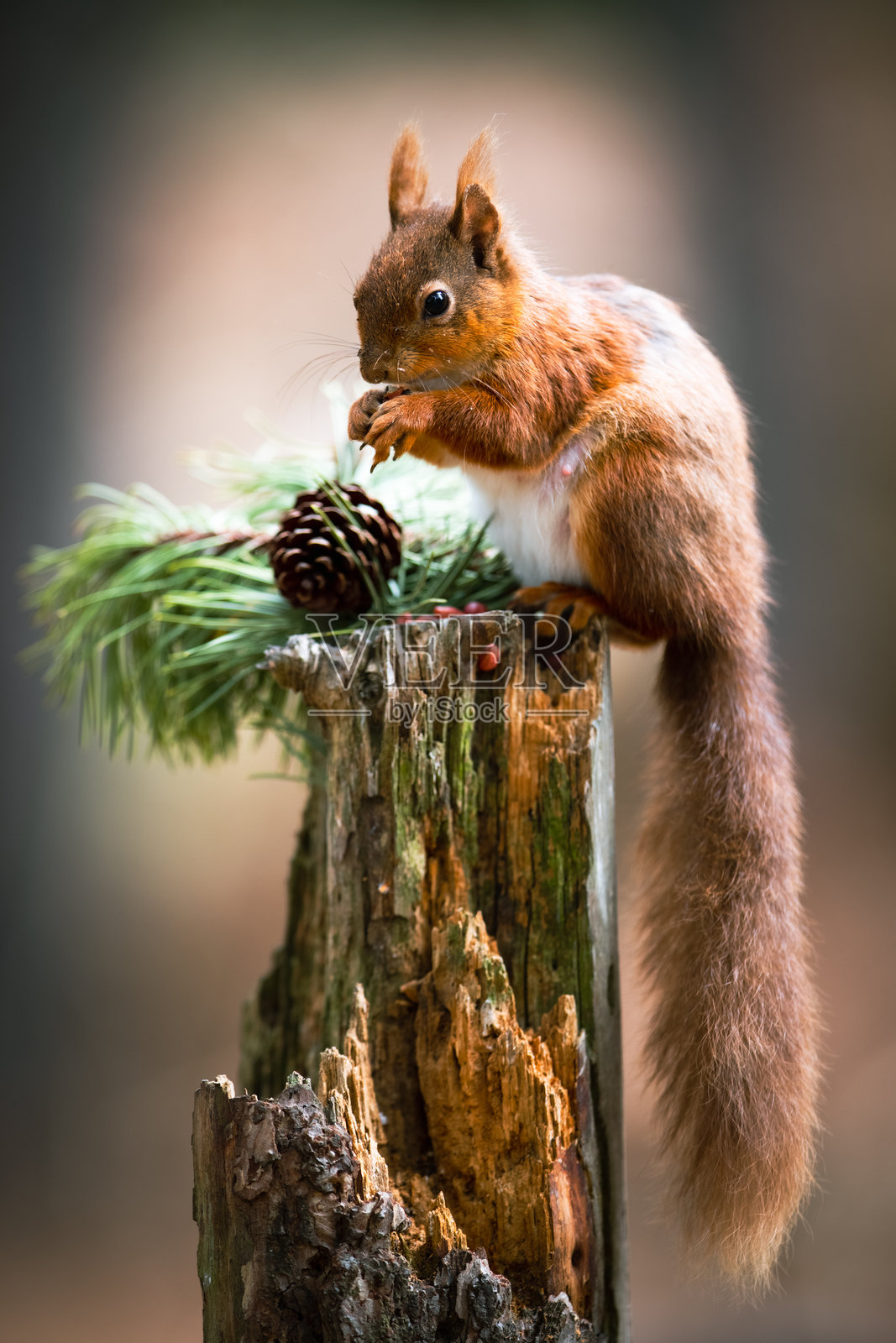 红松鼠照片摄影图片
