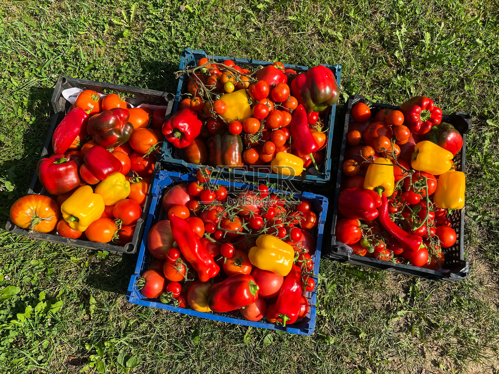 装满新鲜有机亮色蔬菜的篮子，放在绿色草地上，里面有西红柿和辣椒。照片摄影图片