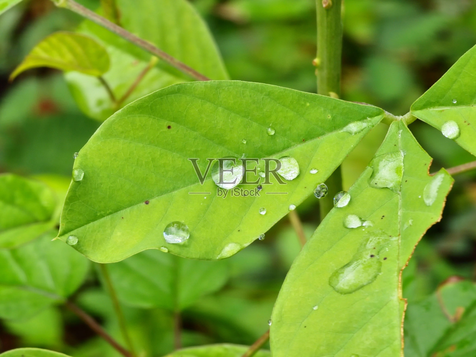 植物叶子上的水滴照片摄影图片