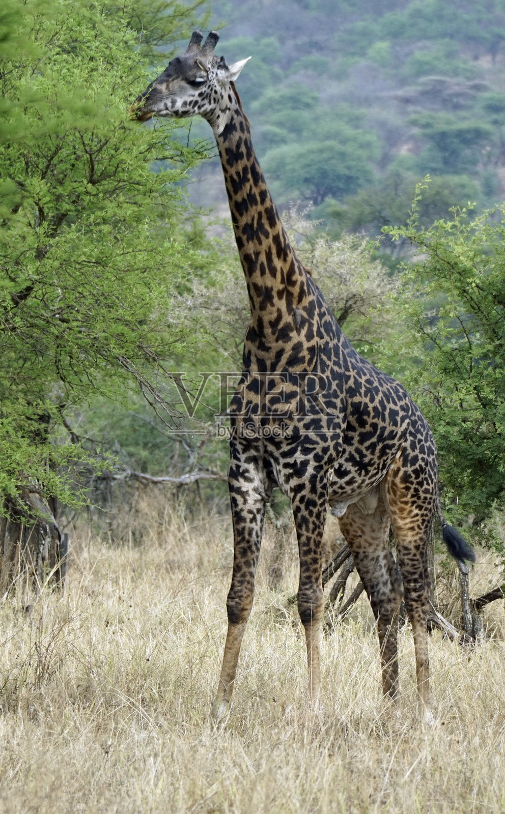 坦桑尼亚野生动物园游览照片摄影图片