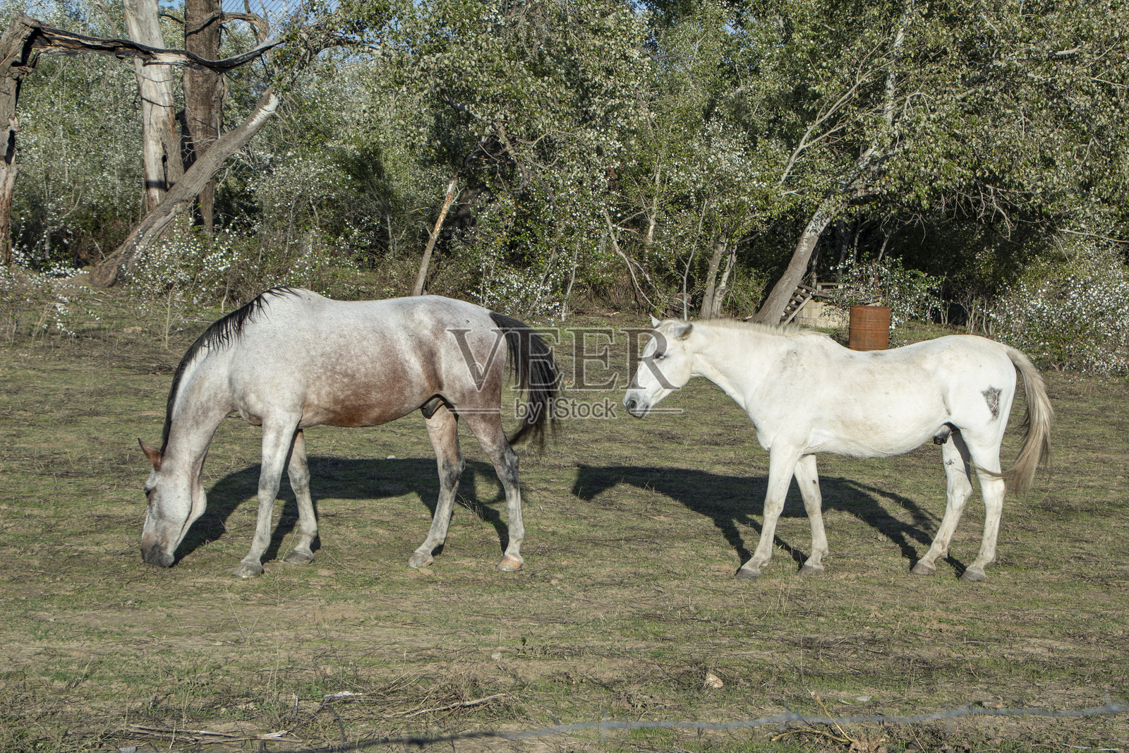 马儿在广阔的绿野中安静地吃草照片摄影图片