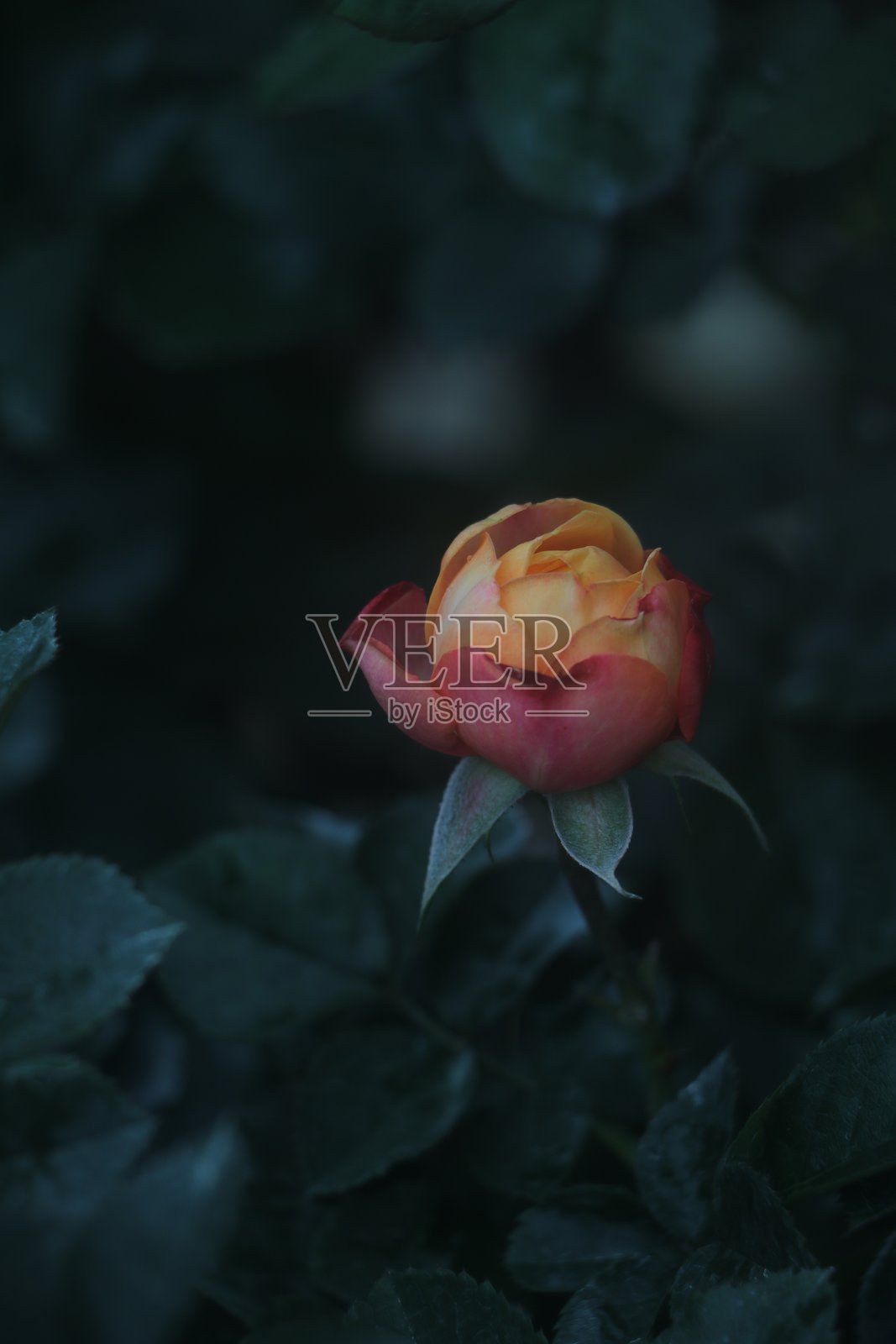 玫瑰花蕾，颜色有白色、粉色、红色、黄色和橙色照片摄影图片