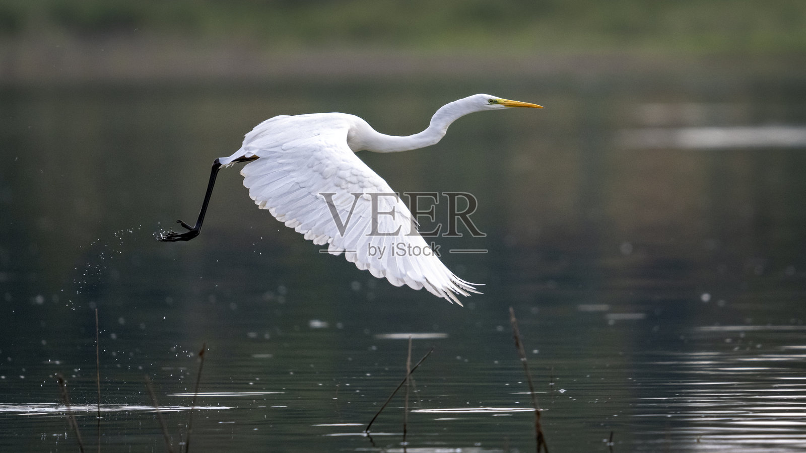 大白鹭照片摄影图片