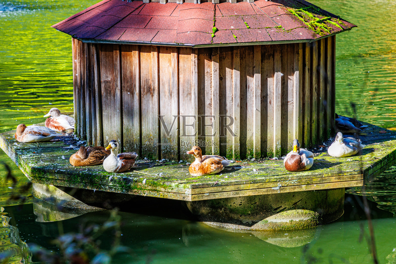 池塘上的木制鸭舍，鸭子们安静地晒太阳照片摄影图片