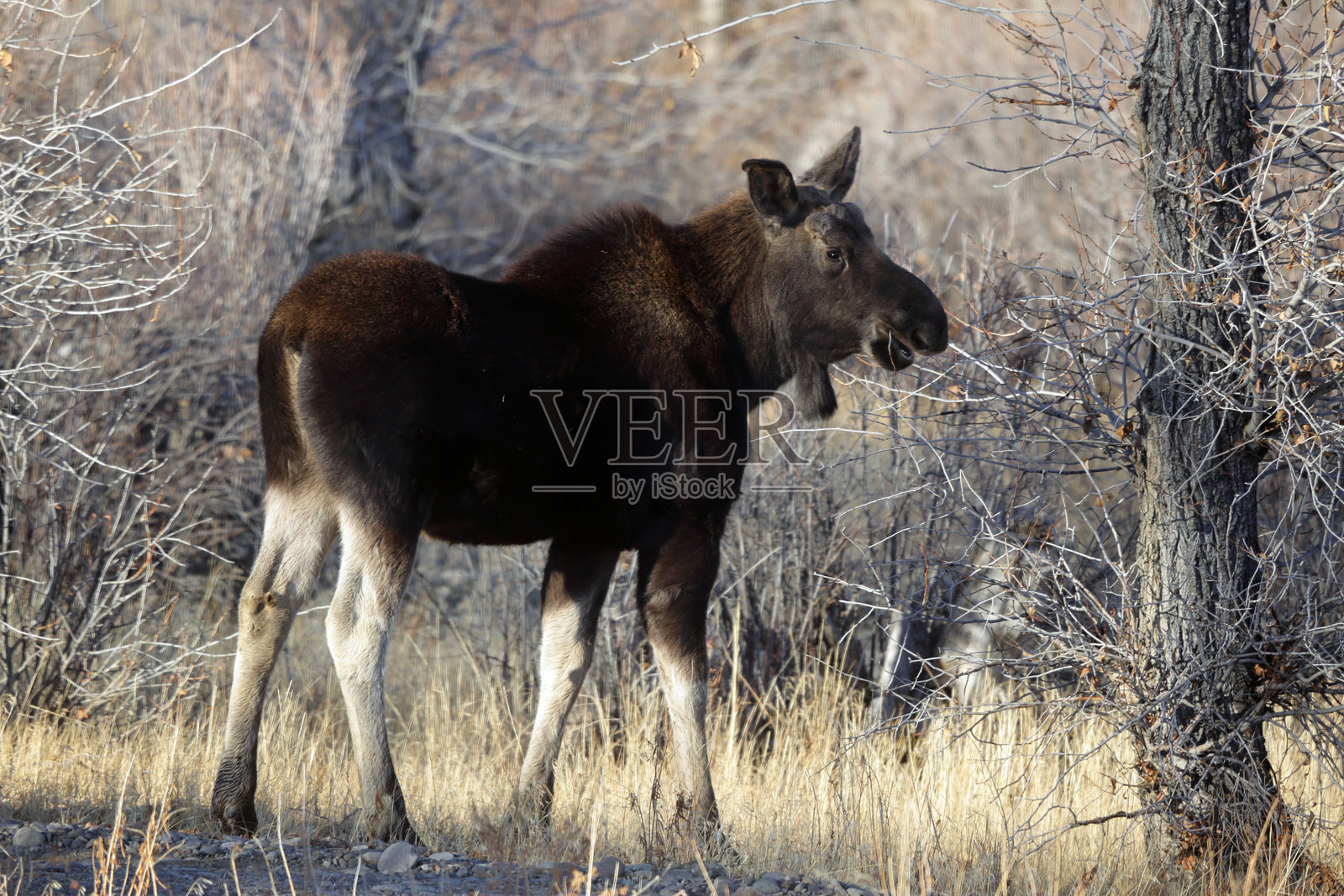 驼鹿幼崽照片摄影图片