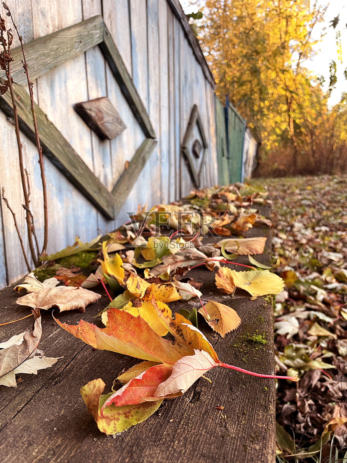 一张旧木长椅旁边有松树和枫树的落叶，靠近一座古老的乡村围栏。照片摄影图片