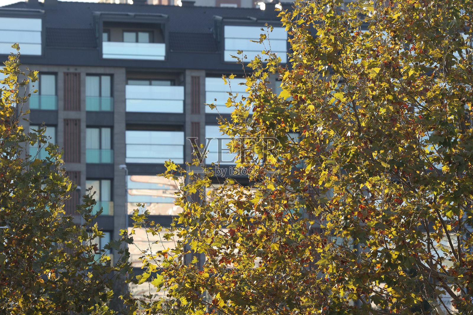 树叶间的建筑窗户照片摄影图片