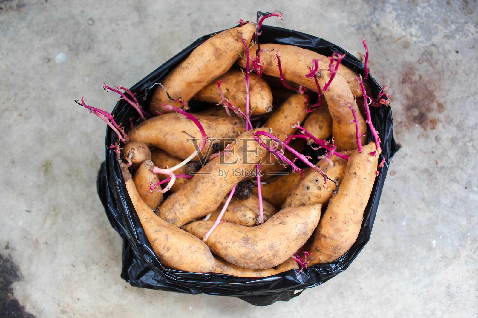 红薯开始长芽照片摄影图片