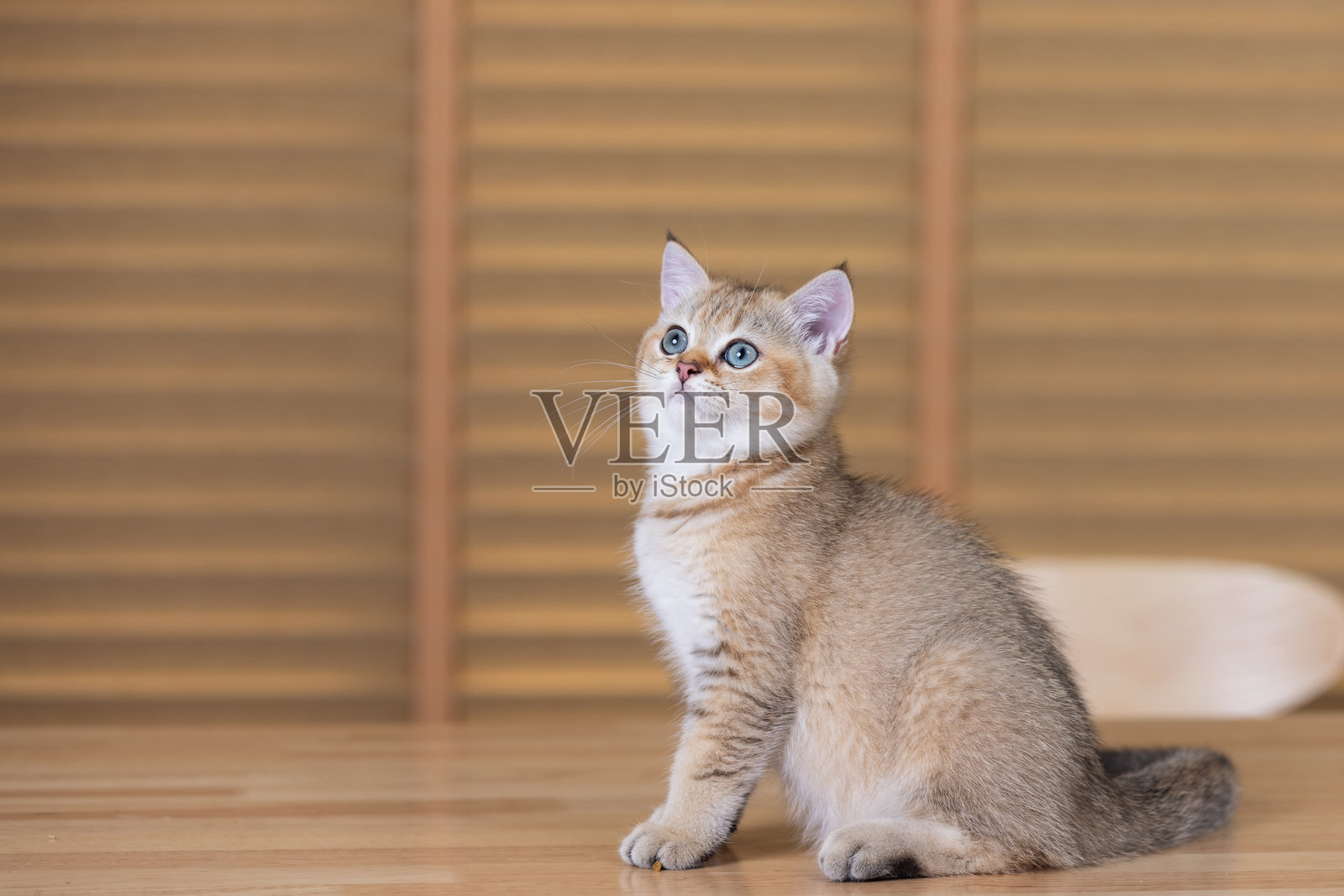 一只棕色的小猫坐在桌子上盯着什么东西。照片摄影图片