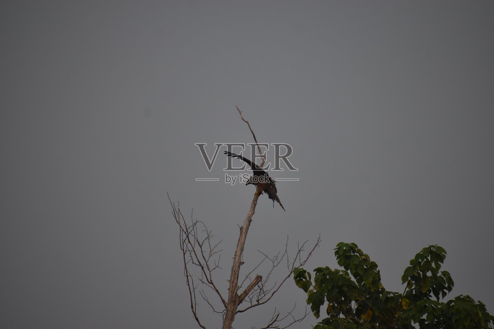 黑鸢鸟照片摄影图片