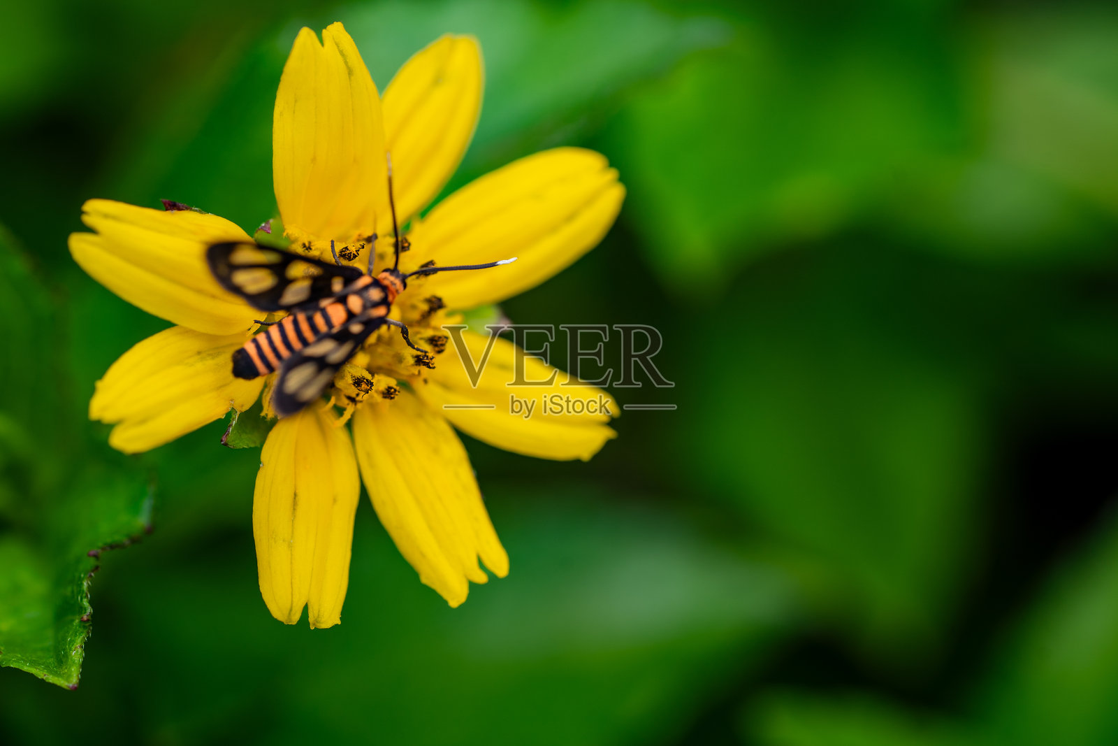 一只色彩斑斓的昆虫在花园中的黄色花朵上采蜜照片摄影图片