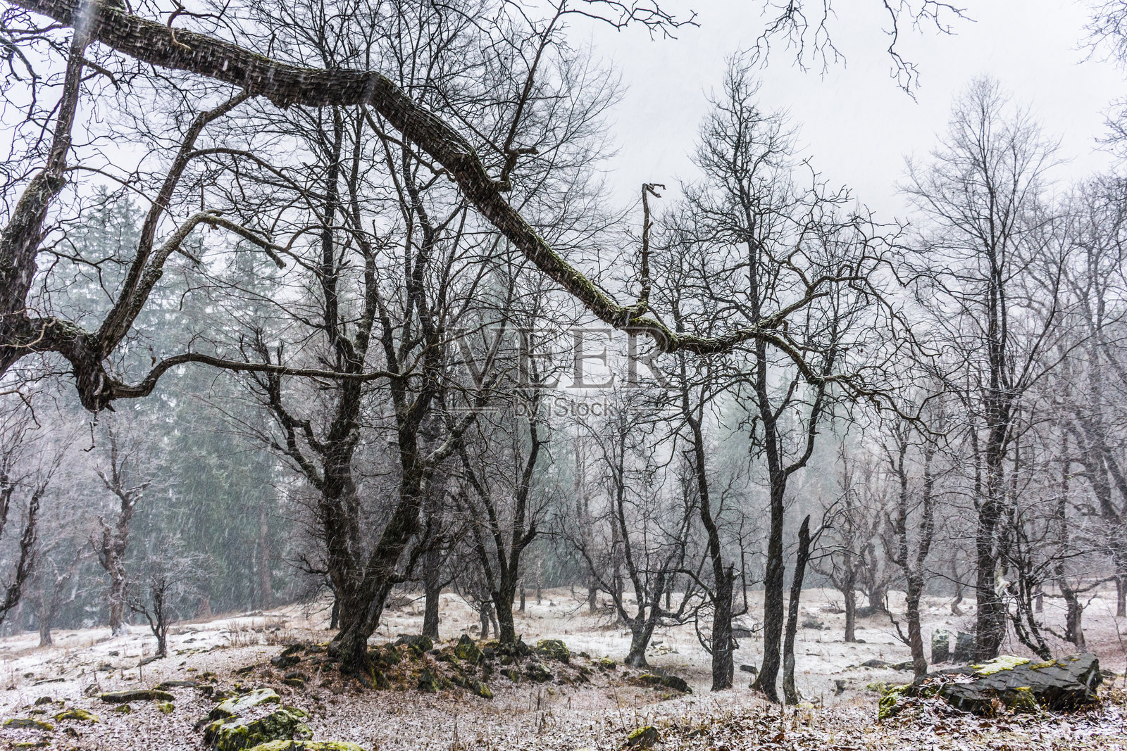 帕尔瓦提山谷，喜马偕尔邦的冬季风景，冰冻的树木和雪花纷飞。照片摄影图片
