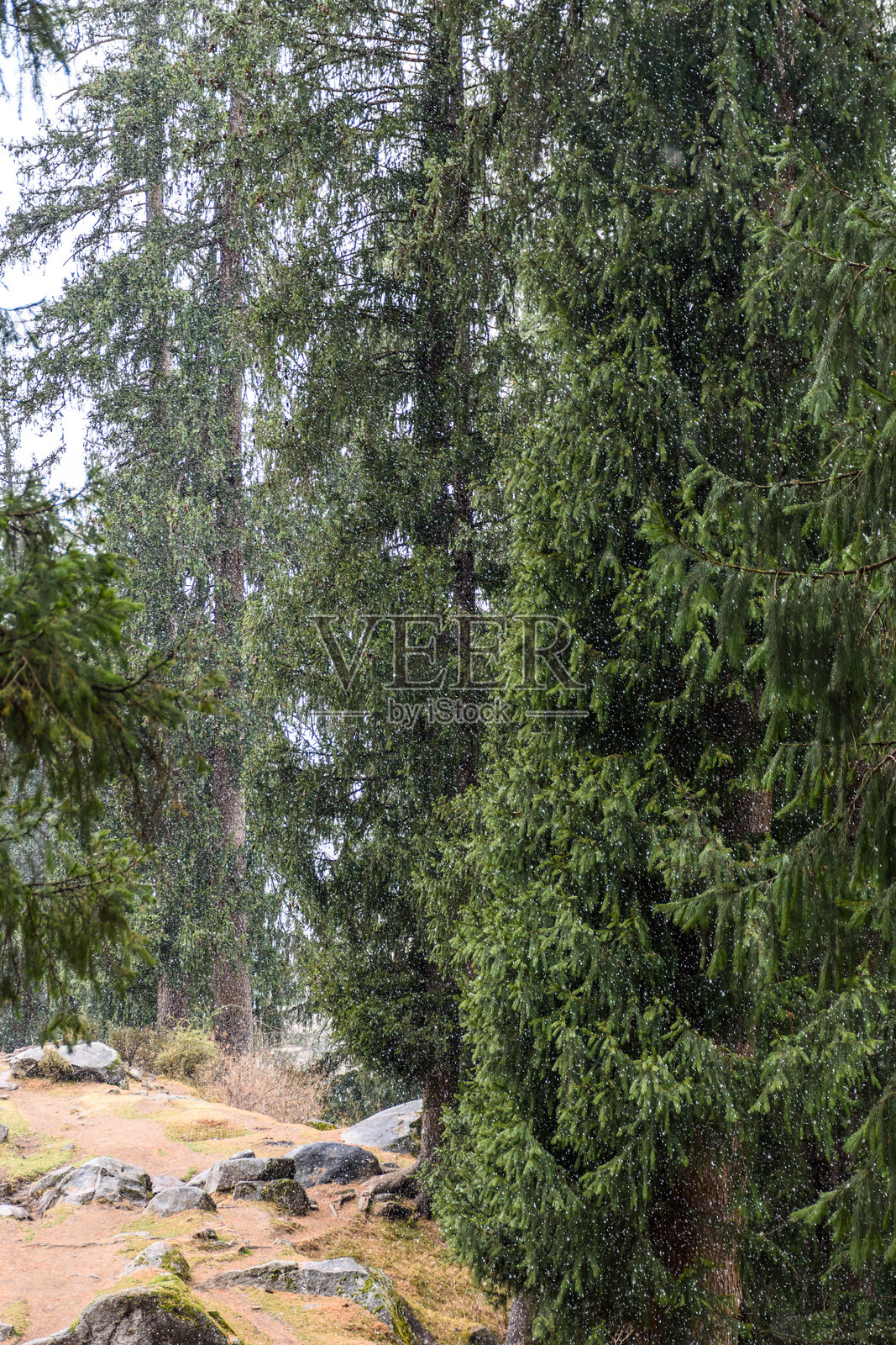帕尔瓦提山谷，喜马偕尔邦的冬季风景，冰冻的树木和雪花纷飞。照片摄影图片