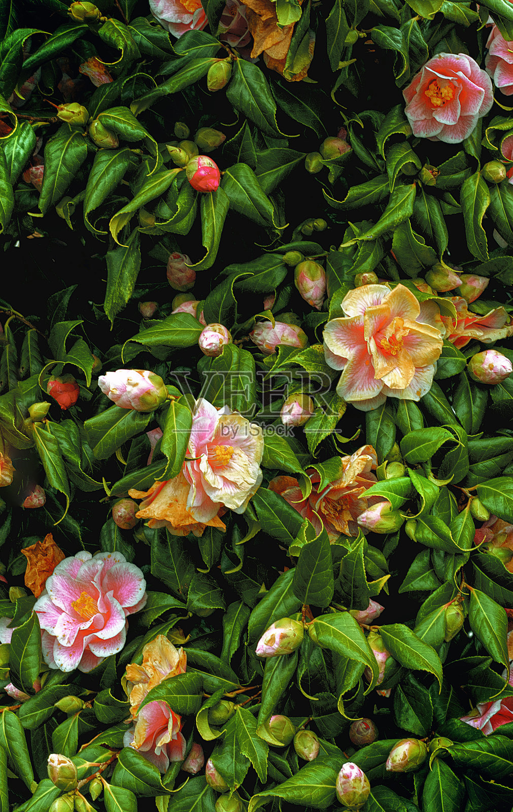 开花灌木照片摄影图片