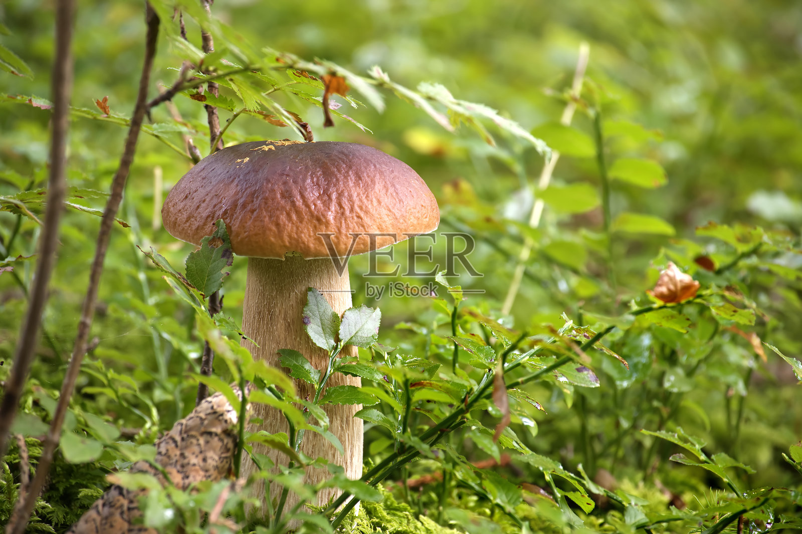 在郁郁葱葱的森林中，野生牛肝菌在绿叶植物的环绕下生长。照片摄影图片