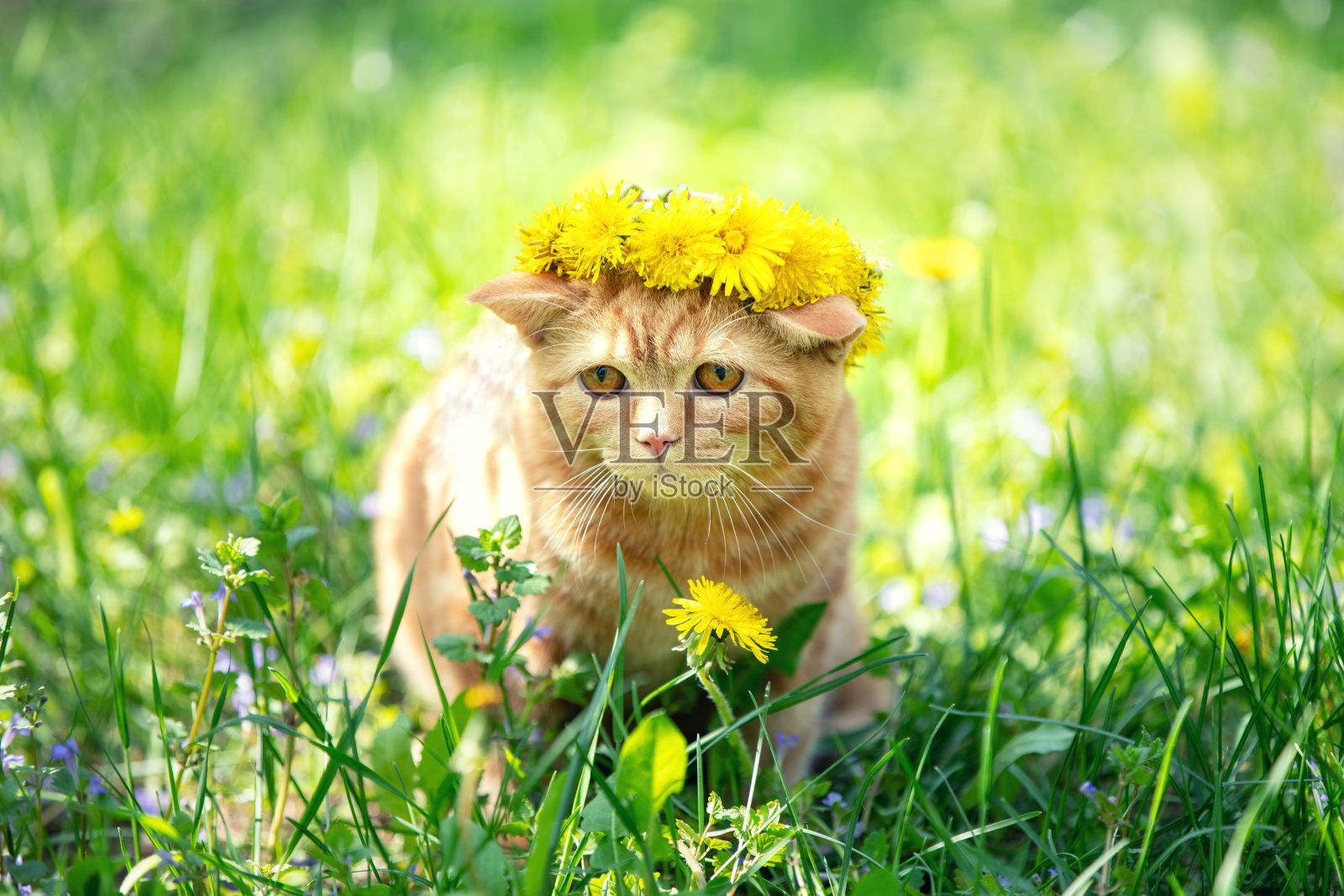 一只小橘色小猫，头戴蒲公英花环，在蒲公英草坪上漫步。照片摄影图片