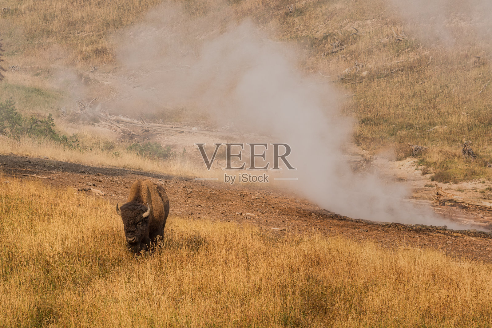 自然中的野牛照片摄影图片