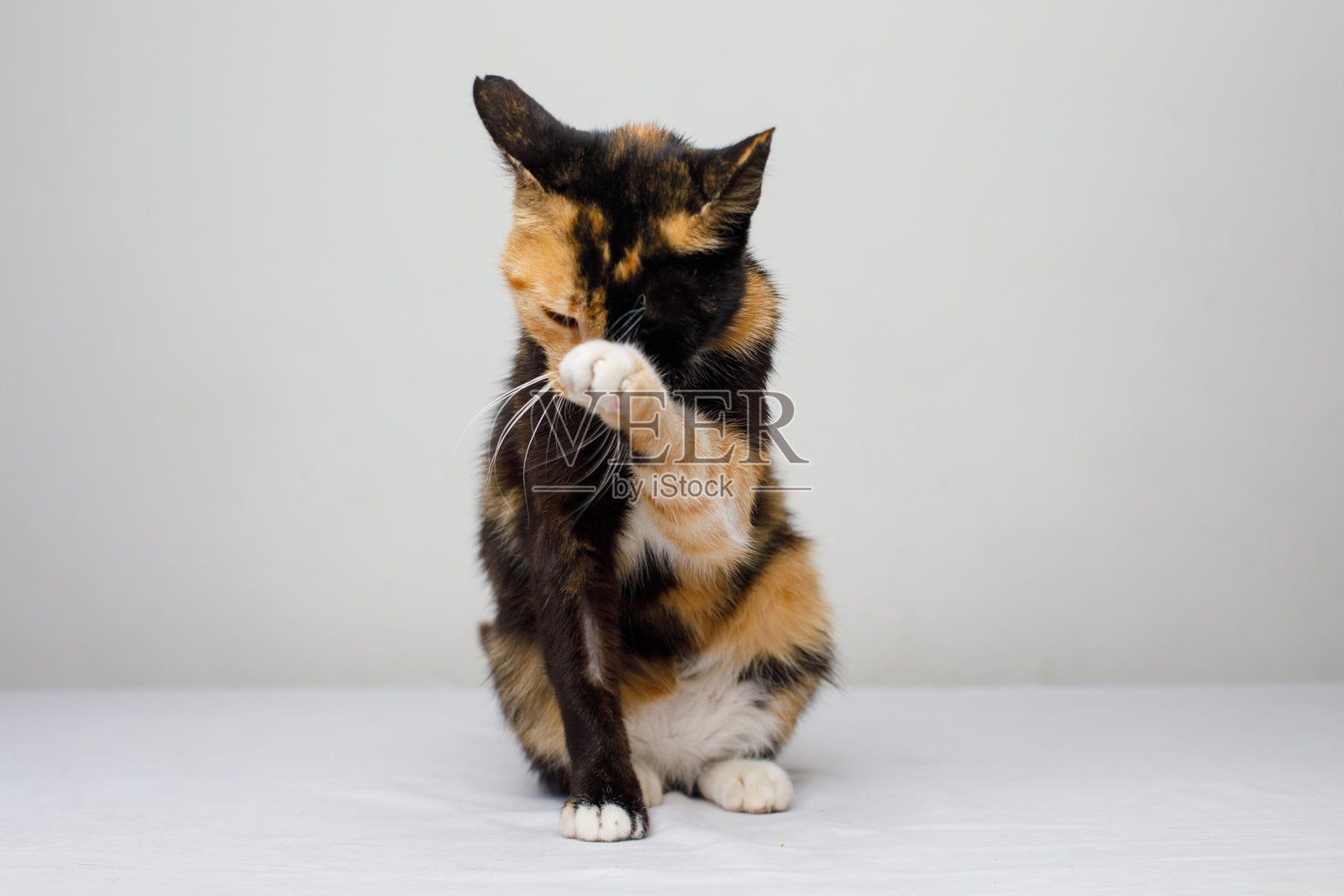 黑色和姜黄色的猫在白色背景上舔舌头照片摄影图片