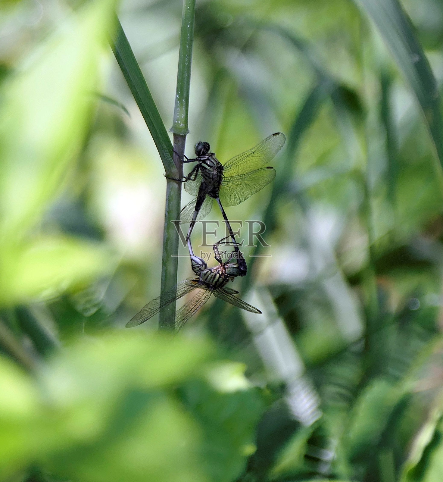 蜻蜓在植物上照片摄影图片