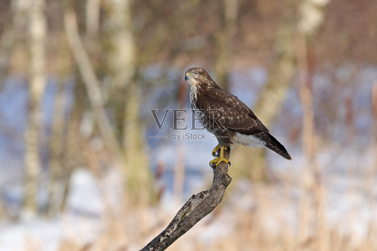 普通 buzzard (Buteo buteo)照片摄影图片