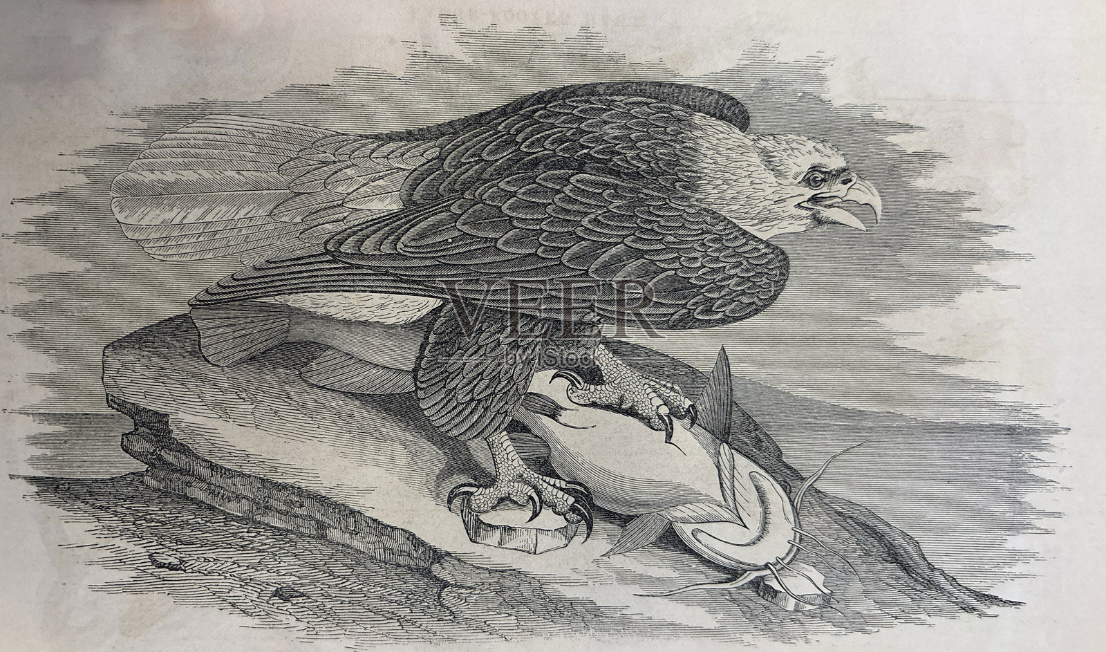 古董插图 - 鳳頭鷹站在鲶鱼上插画图片素材