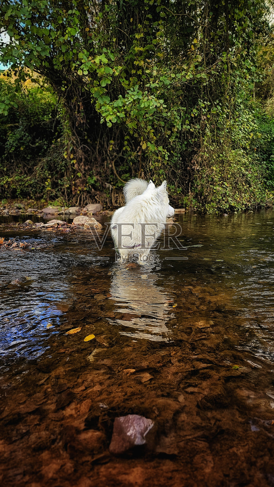 秋天的河里，一只混血白狗身上有一个黑斑照片摄影图片