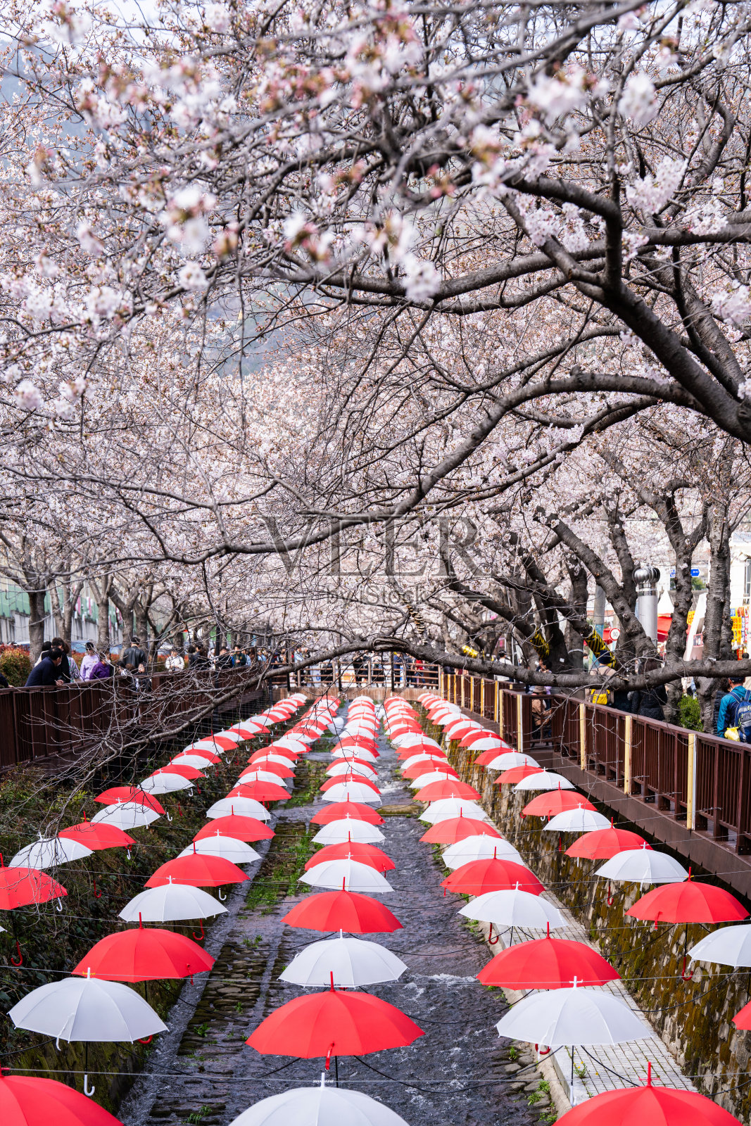 溪边的樱花照片摄影图片