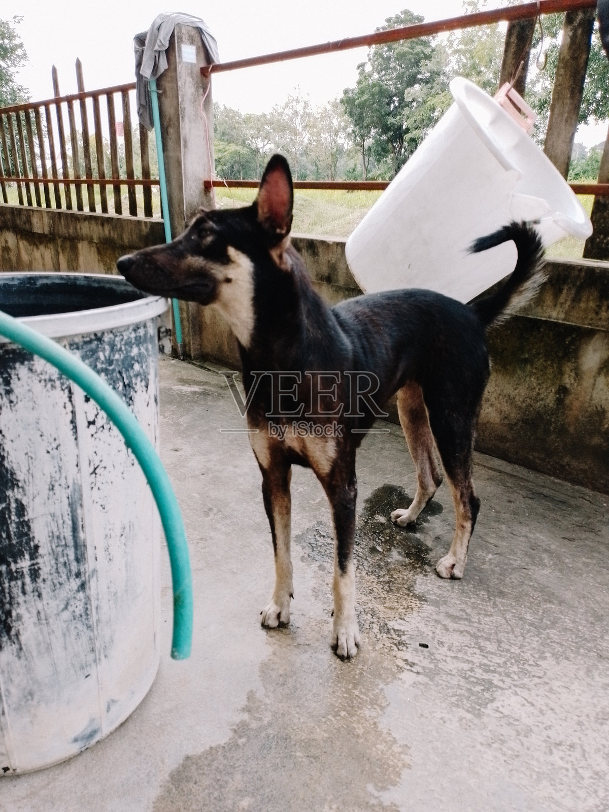 流浪的黑狗照片摄影图片