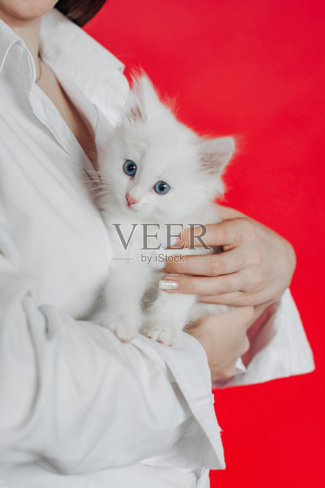 小猫坐在小女孩的手上照片摄影图片