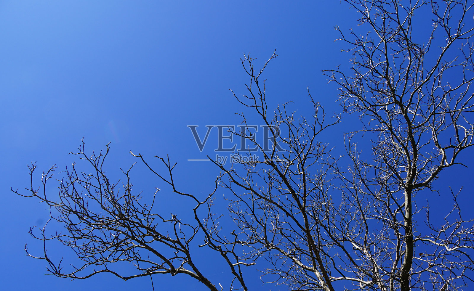 树枝向天空伸展照片摄影图片