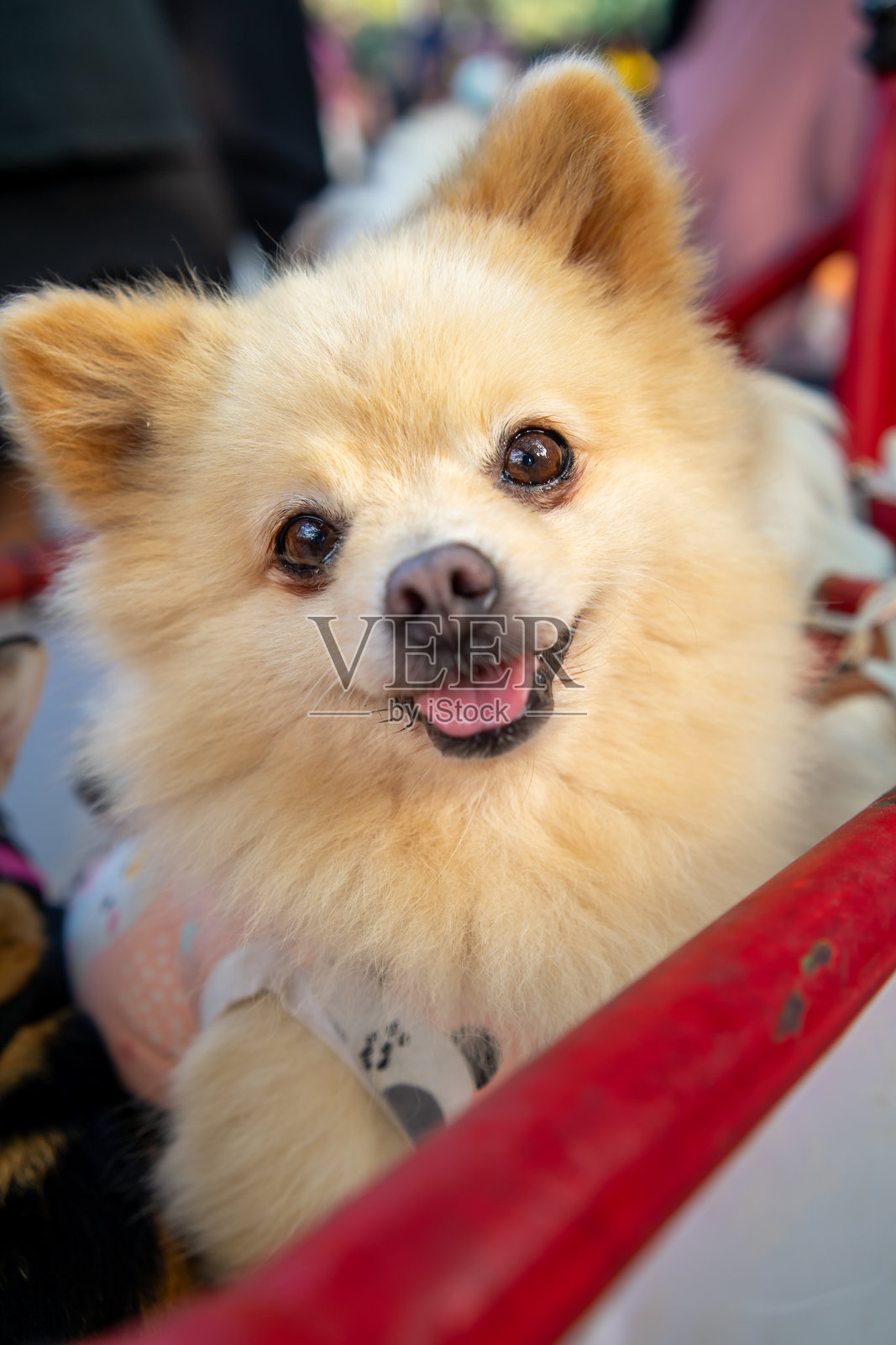 坐在小车里的博美犬，面带微笑。照片摄影图片