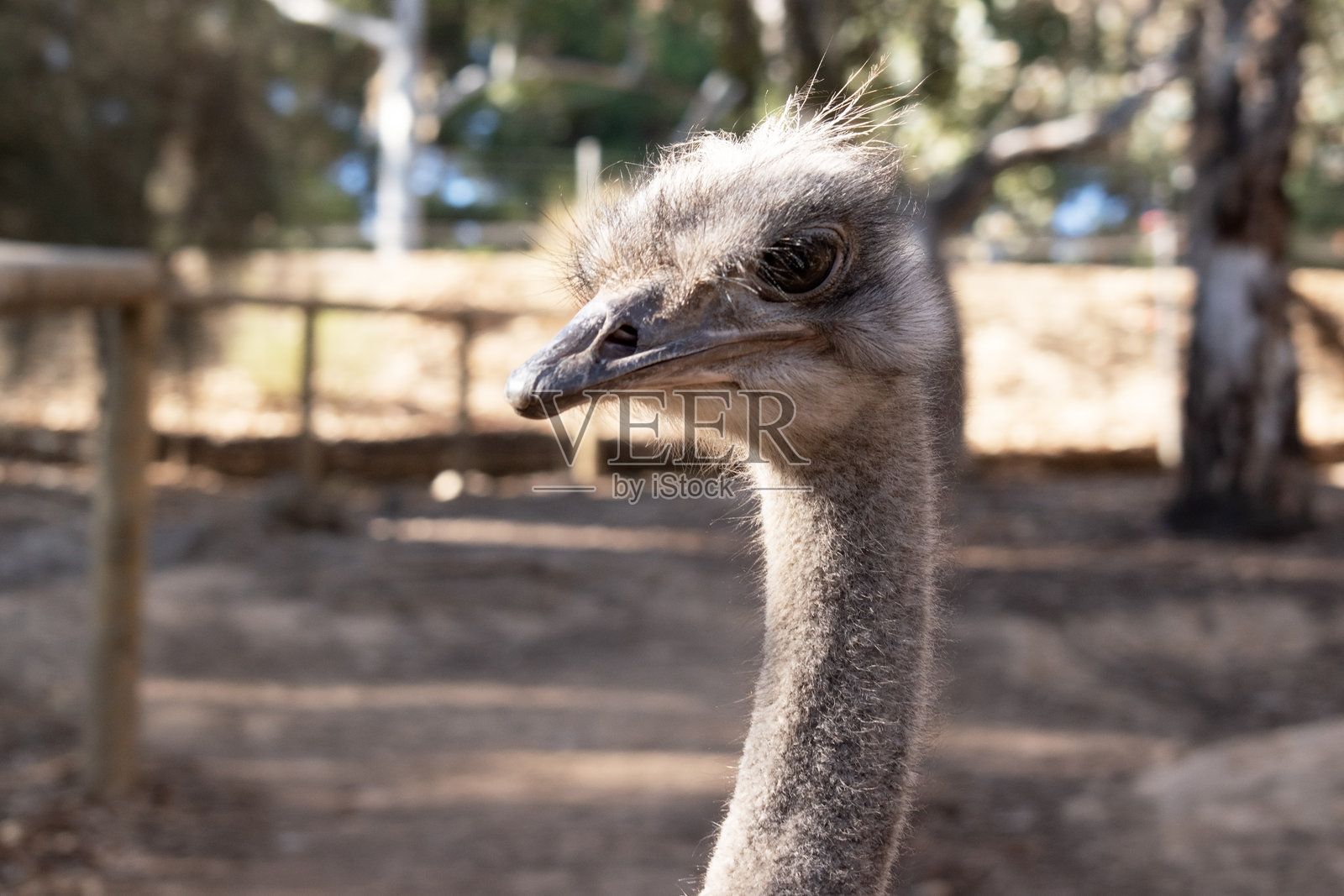 这是鸵鸟的特写镜头。照片摄影图片