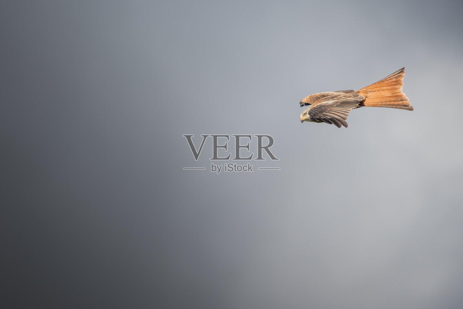 一只鸟在天空中飞翔，翅膀张开。照片摄影图片