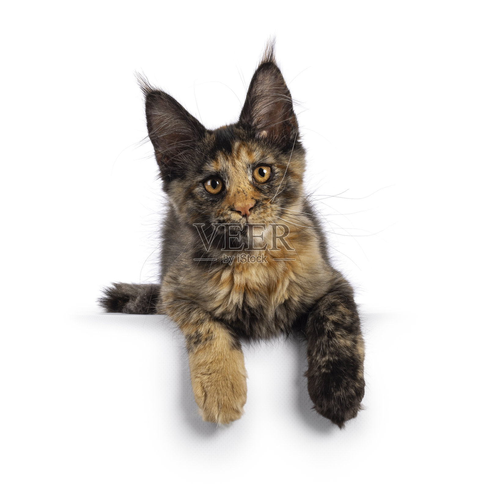 白色背景上的缅因猫小猫照片摄影图片