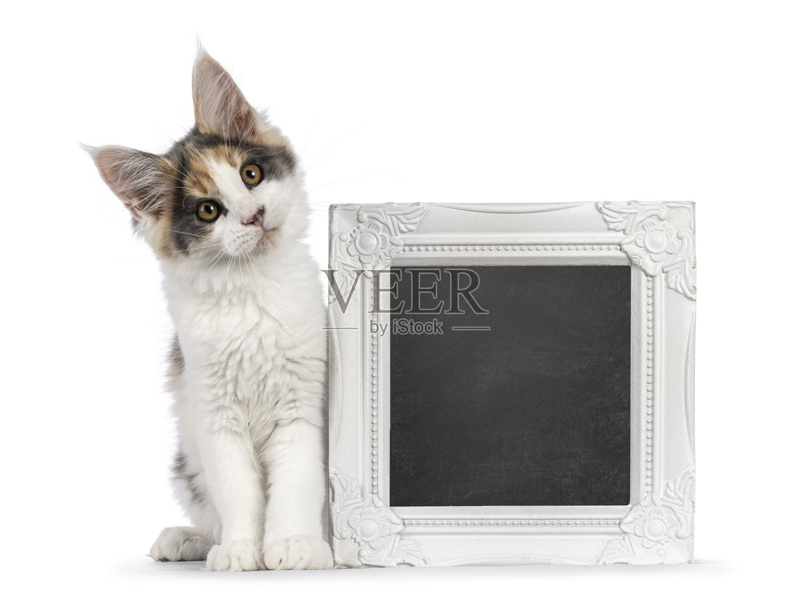 白色背景上的缅因猫小猫照片摄影图片