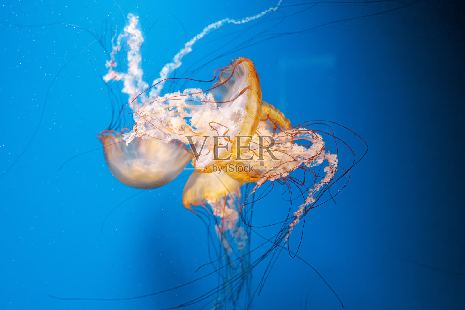 水下摄影 水母 Chrysaora fuscescens，太平洋海蜇，西海岸海蜇照片摄影图片