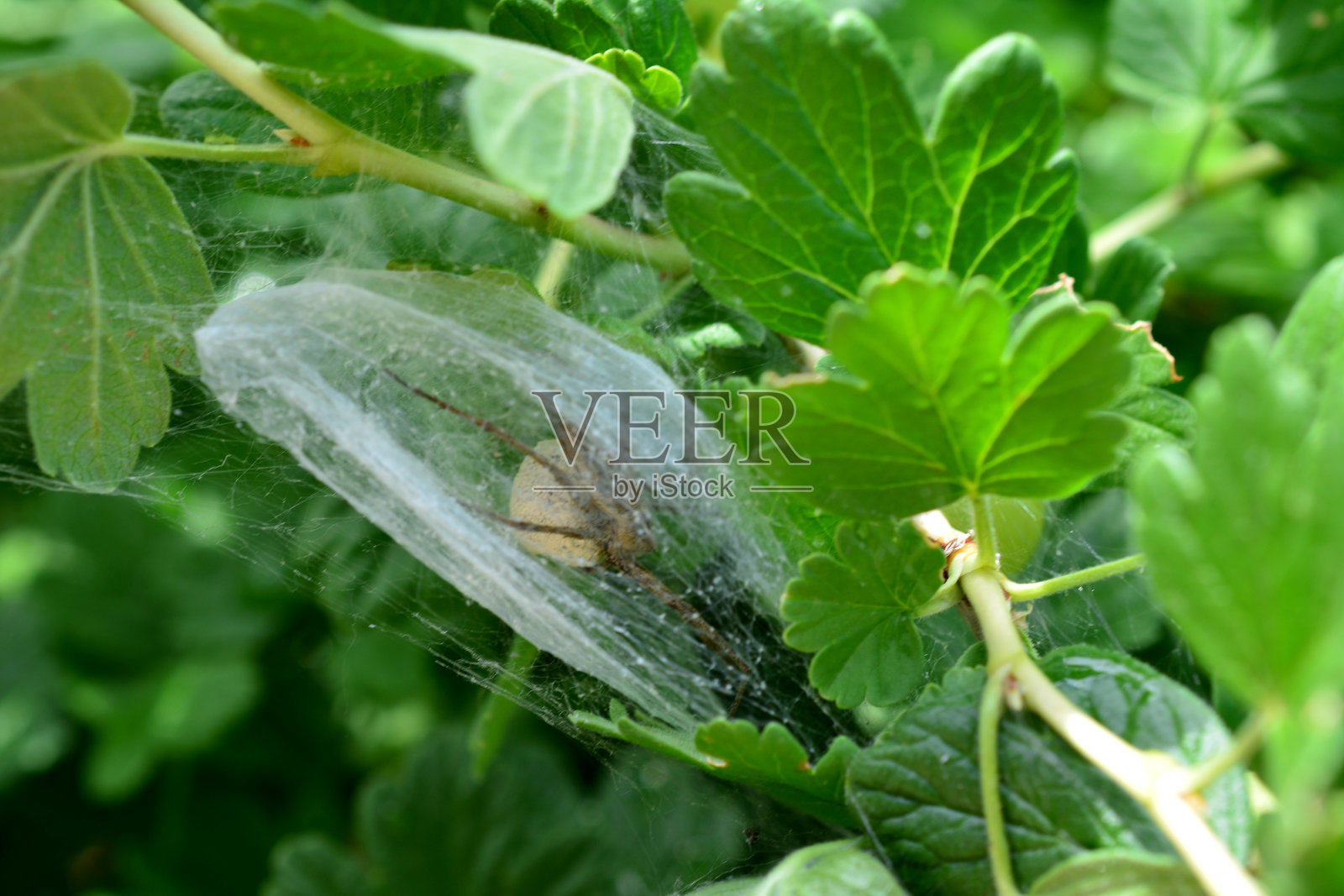 一只大苍蝇停在叶子上，上面有一只蜘蛛。照片摄影图片