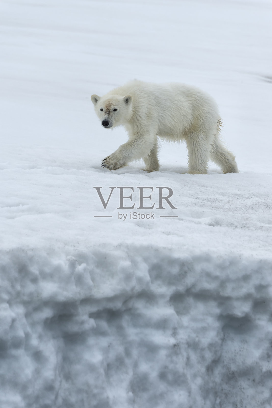 北极熊照片摄影图片